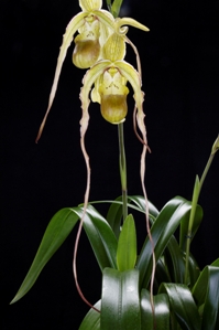 Phragmipedium Hardyanum Huntington's Joy HCC/AOS 76 pts.